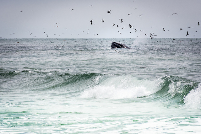 Humpback whale encounter